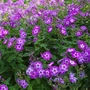 Kép 2/2 - Phlox paniculata 'Laura' / Bugás lángvirág