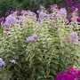Kép 2/2 - Phlox paniculata 'Nora Leigh' / Bugás lángvirág