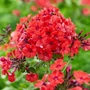 Kép 2/2 - Phlox paniculata 'Orange Perfection' / Bugás lángvirág