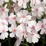 Kép 2/2 - Phlox subulata 'Amazing Grace' / Fehér virágú terülő lángvirág