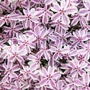 Kép 2/2 - Phlox subulata 'Candy Stripes' / Rózsaszín virágú terülő lángvirág