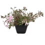 Kép 1/2 - Phlox subulata 'Candy Stripes' / Rózsaszín virágú terülő lángvirág