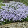 Kép 2/2 - Phlox subulata 'Emerald Cushion Blue' / Kék virágú terülő lángvirág