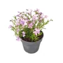 Kép 1/2 - Phlox subulata 'Emerald Cushion Blue' / Kék virágú terülő lángvirág