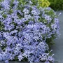 Kép 2/2 - Phlox subulata 'Fabulous Blue' / Kék virágú terülő lángvirág