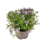 Kép 1/2 - Phlox subulata 'Fabulous Blue' / Kék virágú terülő lángvirág