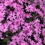 Kép 2/2 - Phlox subulata 'Fort Hill' / Rózsaszín virágú terülő lángvirág