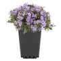 Kép 1/2 - Phlox subulata 'G. F. Wilson' / Rózsaszín virágú terülő lángvirág
