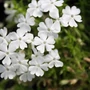 Kép 2/2 - Phlox subulata 'Maischnee' / Fehér virágú terülő lángvirág