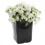 Kép 1/2 - Phlox subulata 'Maischnee' / Fehér virágú terülő lángvirág