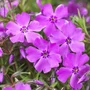 Kép 2/2 - Phlox subulata 'McDaniels Cushion' / Rózsaszín virágú terülő lángvirág