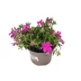 Kép 1/2 - Phlox subulata 'McDaniels Cushion' / Rózsaszín virágú terülő lángvirág