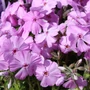 Kép 2/2 - Phlox subulata 'Phloxtrot Pink' / Rózsaszín virágú terülő lángvirág
