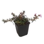 Kép 1/2 - Phlox subulata 'Phloxtrot Pink' / Rózsaszín virágú terülő lángvirág