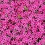 Kép 2/2 - Phlox subulata 'Spring Scarlet' syn. 'Scarlet Flame' / Rózsaszín virágú terülő lángvirág