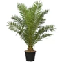 Kép 1/2 - Phoenix canariensis / Főnixpálma
