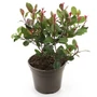Kép 1/3 - Photinia fraseri 'Little Red Robin' / Törpe korallberkenye