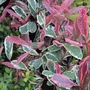 Kép 3/3 - Photinia fraseri 'Pink Marble' / Tarka levelű korallberkenye
