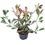 Kép 1/3 - Photinia fraseri 'Pink Marble' / Tarka levelű korallberkenye