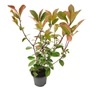 Kép 1/2 - Photinia fraseri 'Red Select' / Vörös korallberkenye