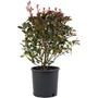 Kép 1/2 - Photinia fraseri 'Little Red Robin' / Törpe korallberkenye