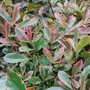 Kép 2/3 - Photinia fraseri 'Pink Marble' / Tarka levelű korallberkenye