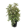Kép 1/3 - Photinia fraseri 'Pink Marble' / Tarka levelű korallberkenye
