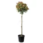 Kép 1/2 - Photinia fraseri 'Red Robin' / Vörös korallberkenye fa