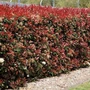 Kép 2/3 - Photinia fraseri 'Red Robin' / Vörös korallberkenye