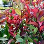 Kép 3/3 - Photinia fraseri 'Red Robin' / Vörös korallberkenye