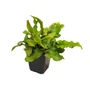 Kép 1/2 - Phyllitis scolopendrium (Asplenium) / Gímpáfrány