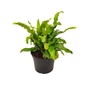 Kép 1/2 - Phyllitis scolopendrium (Asplenium) / Gímpáfrány