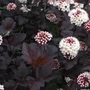Kép 3/3 - Physocarpus opulifolius 'Diabolo' / Bangita levelű hólyagvessző