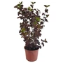 Kép 1/3 - Physocarpus opulifolius 'Diabolo' / Bangita levelű hólyagvessző