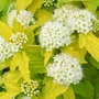 Kép 2/4 - Physocarpus opulifolius 'Luteus' / Sárga levelű hólyagvessző