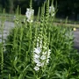 Kép 2/2 - Physostegia virginiana 'Crystal Peak White' / Virginiai füzérajak
