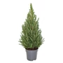 Kép 2/2 - Picea glauca 'December' / Kék cukorsüvegfenyő