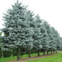 Kép 3/3 - Picea pungens 'Glauca' / Ezüstfenyő (földlabdás)