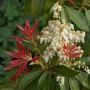 Kép 2/2 - Pieris floribunda mix / Babérhanga