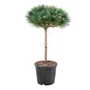 Kép 1/2 - Pinus nigra 'Brepo' / Feketefenyő törpe gömb (1/2 törzses)