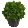 Kép 1/2 - Pinus mugo var. 'Pumilio' / Párnás törpefenyő