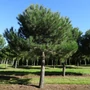 Kép 3/3 - Pinus pinea / Mandulafenyő (3/4 törzses)