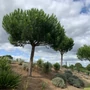 Kép 2/2 - Pinus pinea / Mandulafenyő