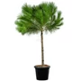 Kép 1/3 - Pinus pinea / Mandulafenyő (3/4 törzses)