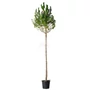 Kép 1/2 - Pinus pinea / Mandulafenyő