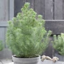 Kép 2/2 - Pinus pinea 'Silver Crest' / Mandulafenyő