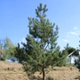 Kép 1/3 - Pinus sylvestris / Erdeifenyő