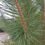 Kép 3/3 - Pinus sylvestris / Erdeifenyő