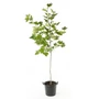 Kép 1/3 - Platanus x acerifolia / Juhar levelű platánfa
