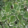 Kép 2/2 - Plectranthus madagascariensis / Szúnyogűző, tarka repkény